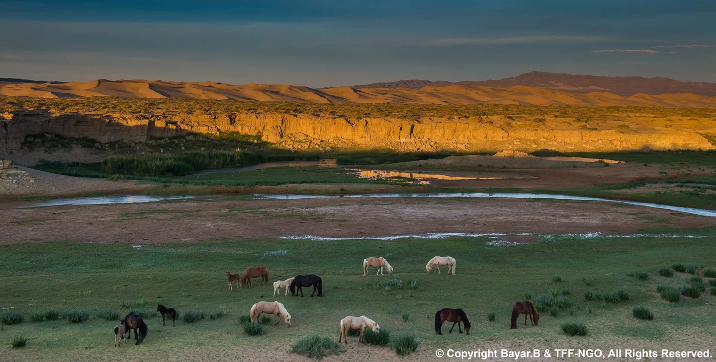 Yak Herders of the East